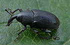 Baris artemisiae