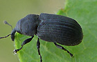 Magdalis cerasi