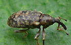Dorytomus dejeani