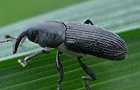 Limnobaris dolorosa