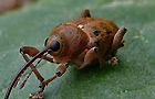Eichelbohrer