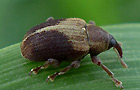 Lignyodes enucleator