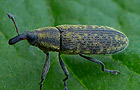Lixus filiformis