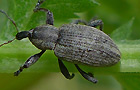 Hypera spec.