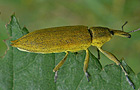 Lixus iridis