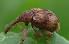 Kirschkernstecher