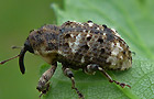 Cryptorhynchus lapathi