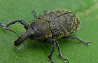 Larinus planus