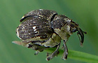 Nedyus quadrimaculatus