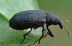 Magdalis ruficornis