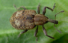 Ampfer-Kokonrüssler