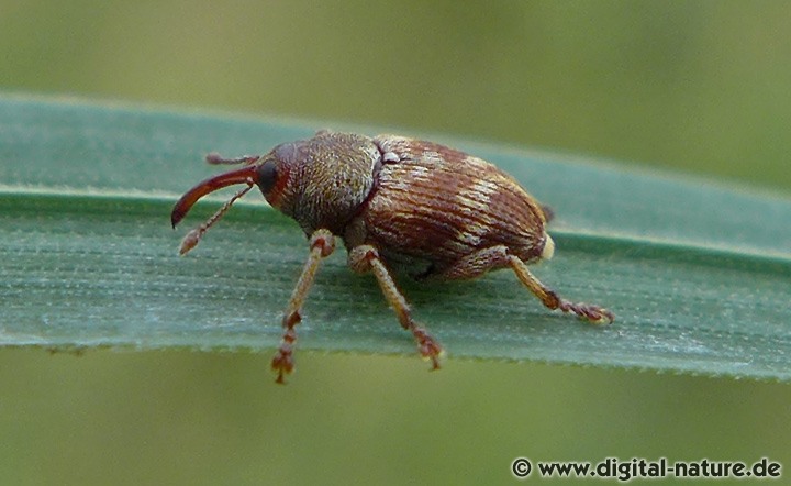 Birkenbohrer Curculio rubidus