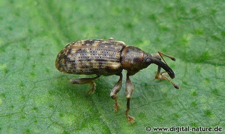 Pappel-Kätzchenrüssler Dorytomus dejeani