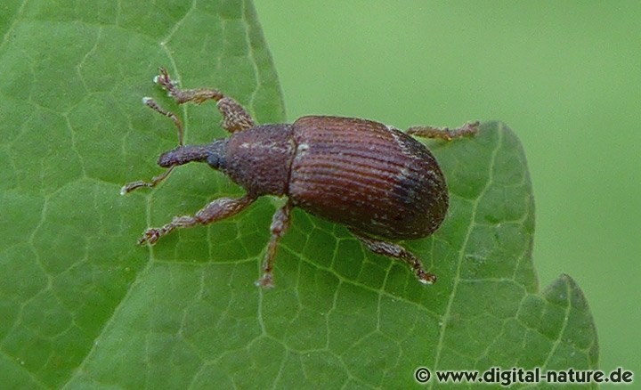 Bergahorn-Fruchtstecher Bradybatus fallax