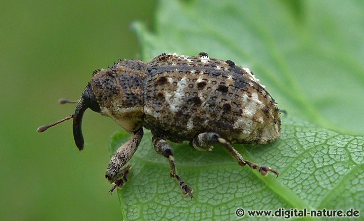 Erlenwürger Cryptorhynchus lapathi