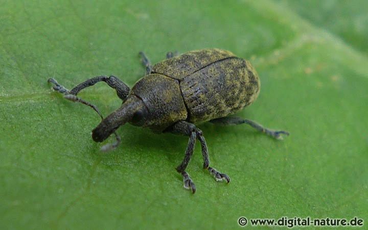 Länglicher Distelrüssler Larinus planus