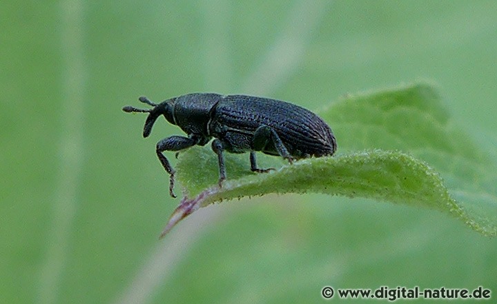 Grauer Wegerich-Schlankrüssler Mecinus pyraster