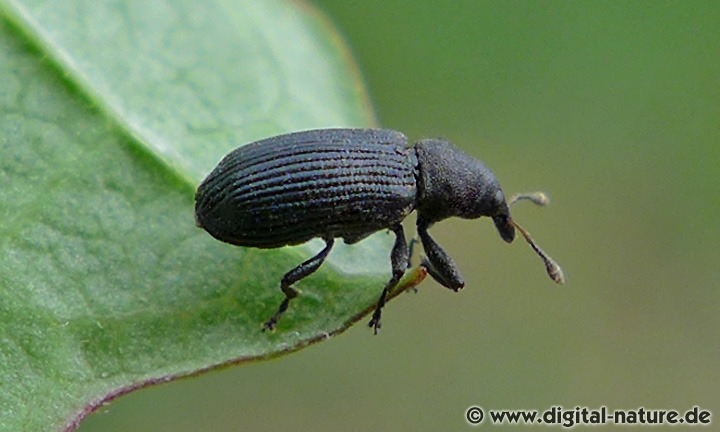 Schlehen-Zweigrüssler Magdalis ruficornis
