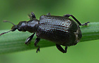 Schwarzer Birkenblattroller