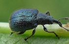 Blattrippenstecher