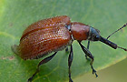 Lasiorhynchites coeruleocephalus