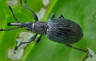 Ceratapion gibbirostre