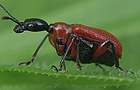 Haselblattroller