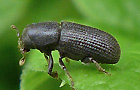 Hylastes spec.