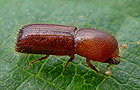 Xyleborus monographus