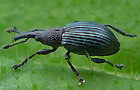Acanephodus onopordi