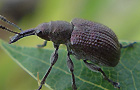 Kupferroter Pflaumenstecher