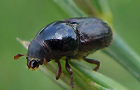 Scolytus spec.