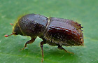 Ips typographus
