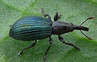 Perapion violaceum