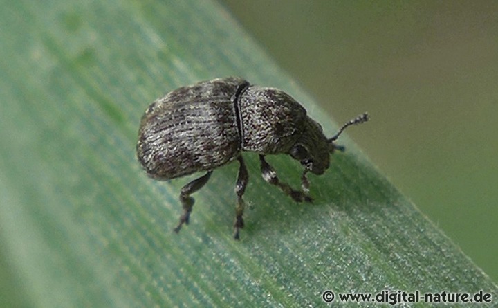 Grauer Schildlausrüssler Brachytarsus nebulosus