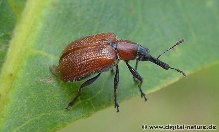 Lasiorhynchites coeruleocephalus
