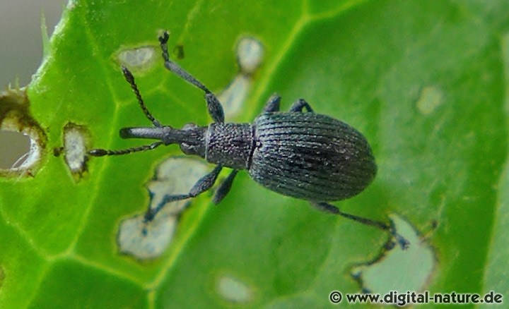 Distel-Spitzmäuschen Ceratapion gibbirostre