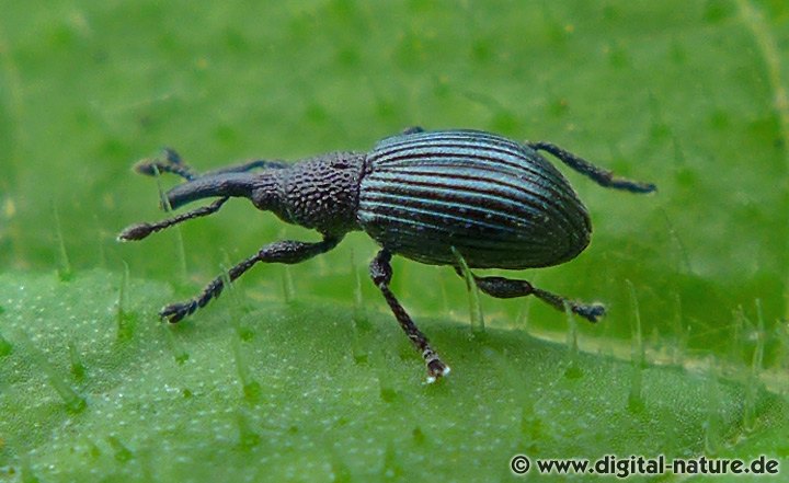 Eselsdistel-Spitzmausrüssler Acanephodus onopordi