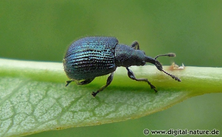 Blattrippenstecher Caenorhinus pauxillus