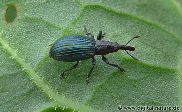 Veilchenblauer Sauerampfer-Spitzmausrüssler Perapion violaceum