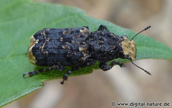 Der Große Breitrüssler lebt in naturnahen Laubwäldern