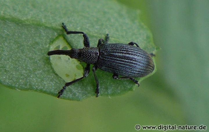 Steinklee-Spitzmausrüssler Stenopterapion meliloti