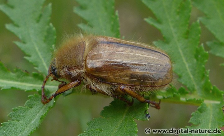 Gerippter Brachkäfer Amphimallon solstitiale