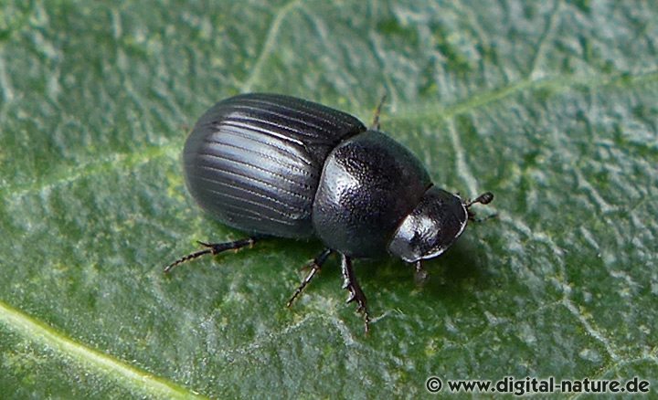 Dungkäfer Aphodius ater