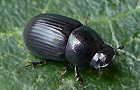 Aphodius ater