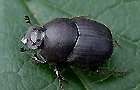 Onthophagus cf. ovatus