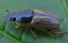 Aphodius prodromus