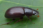 Aphodius rufipes