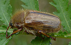 Amphimallon solstitiale