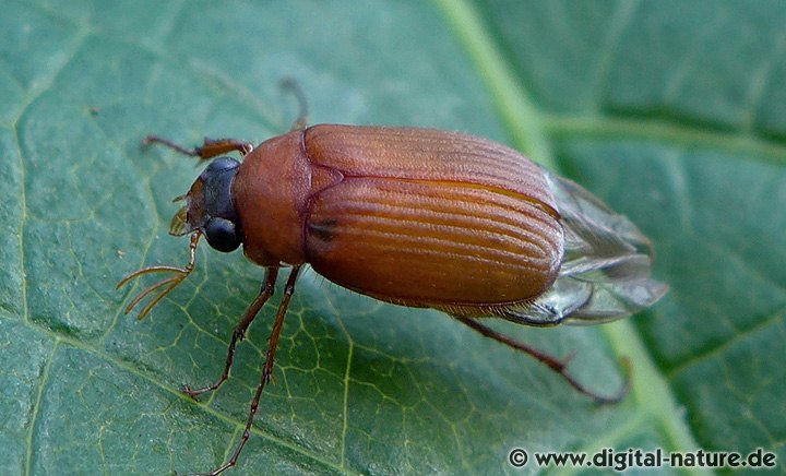 Rotbrauner Laubkäfer Serica brunnea